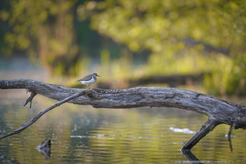 Перевозчик на закате фото превью