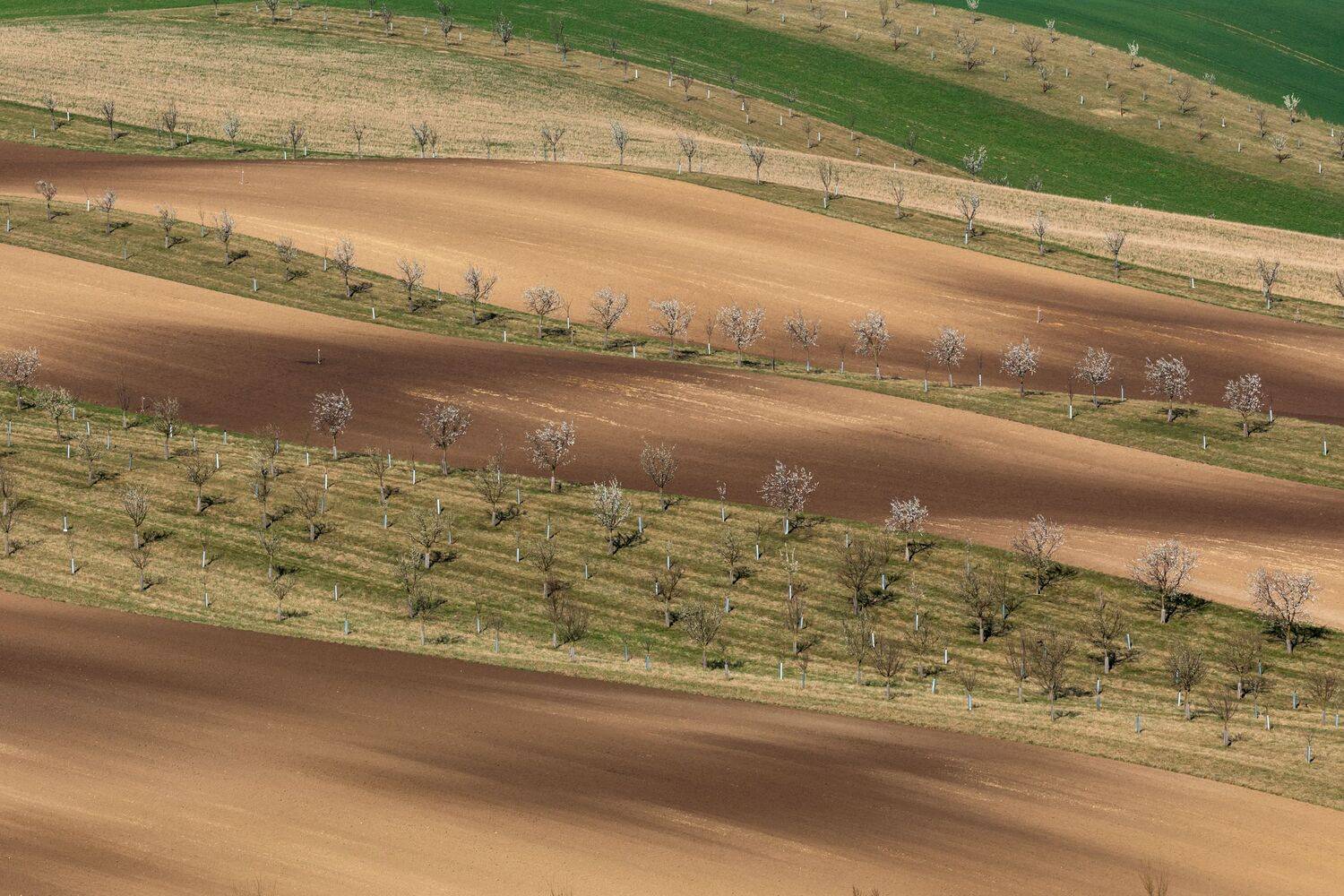 , Евгения Чех