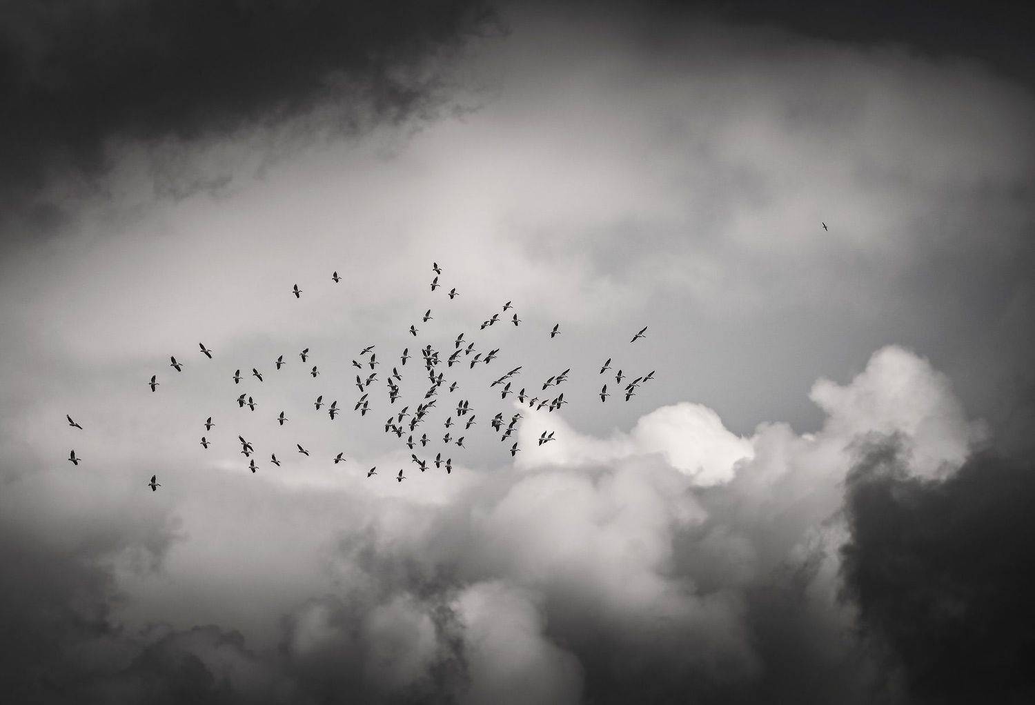 , Пирог Борис