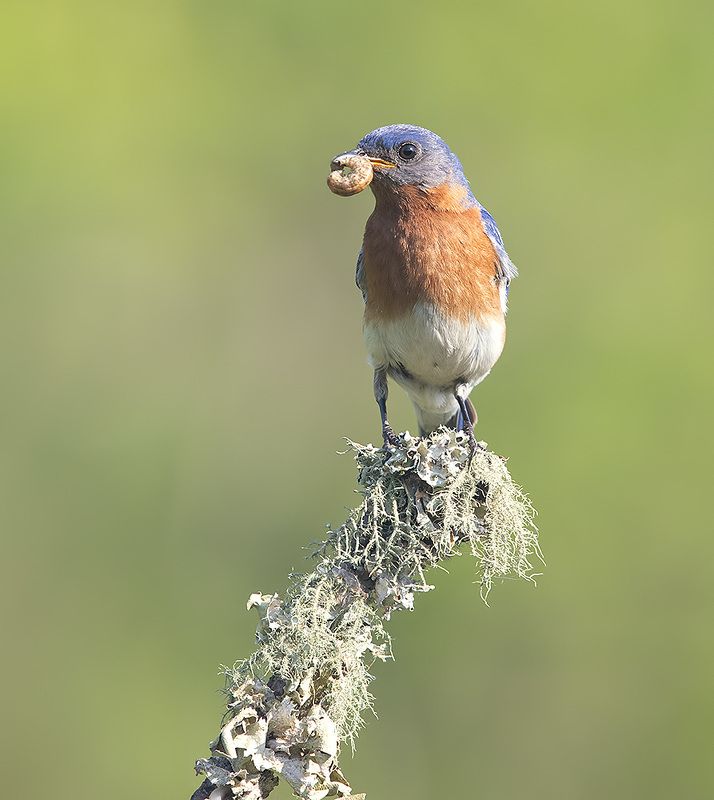 восточная сиалия, eastern bluebird, bluebird Eastern Bluebird, male -Восточная сиалия, самец фото превью