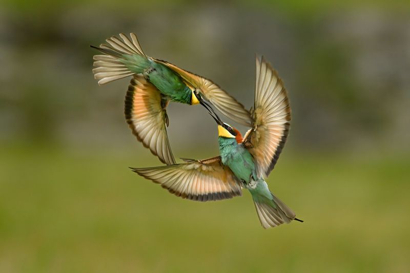 Щурки фото превью