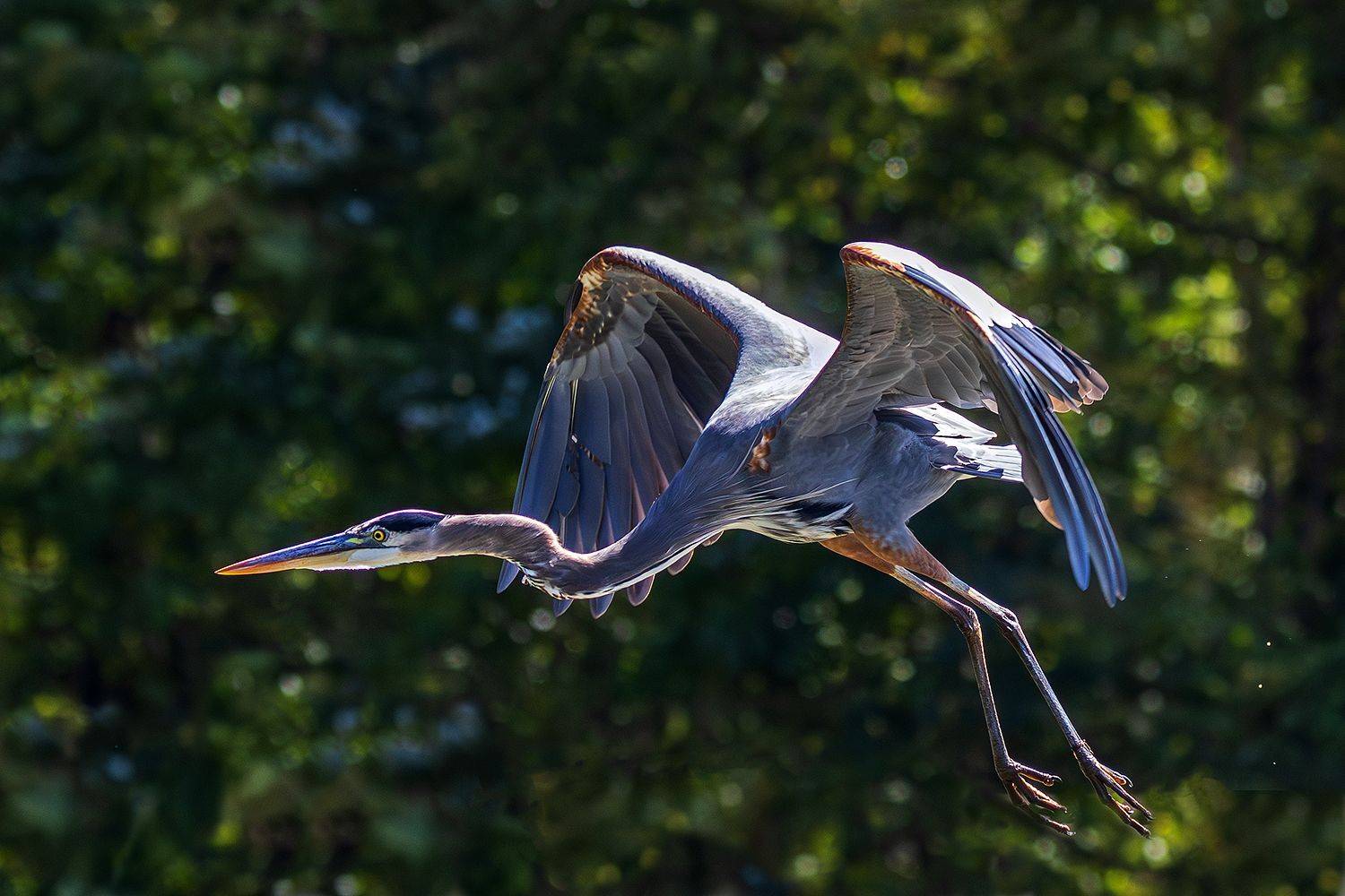 , Леонид Дьяченко