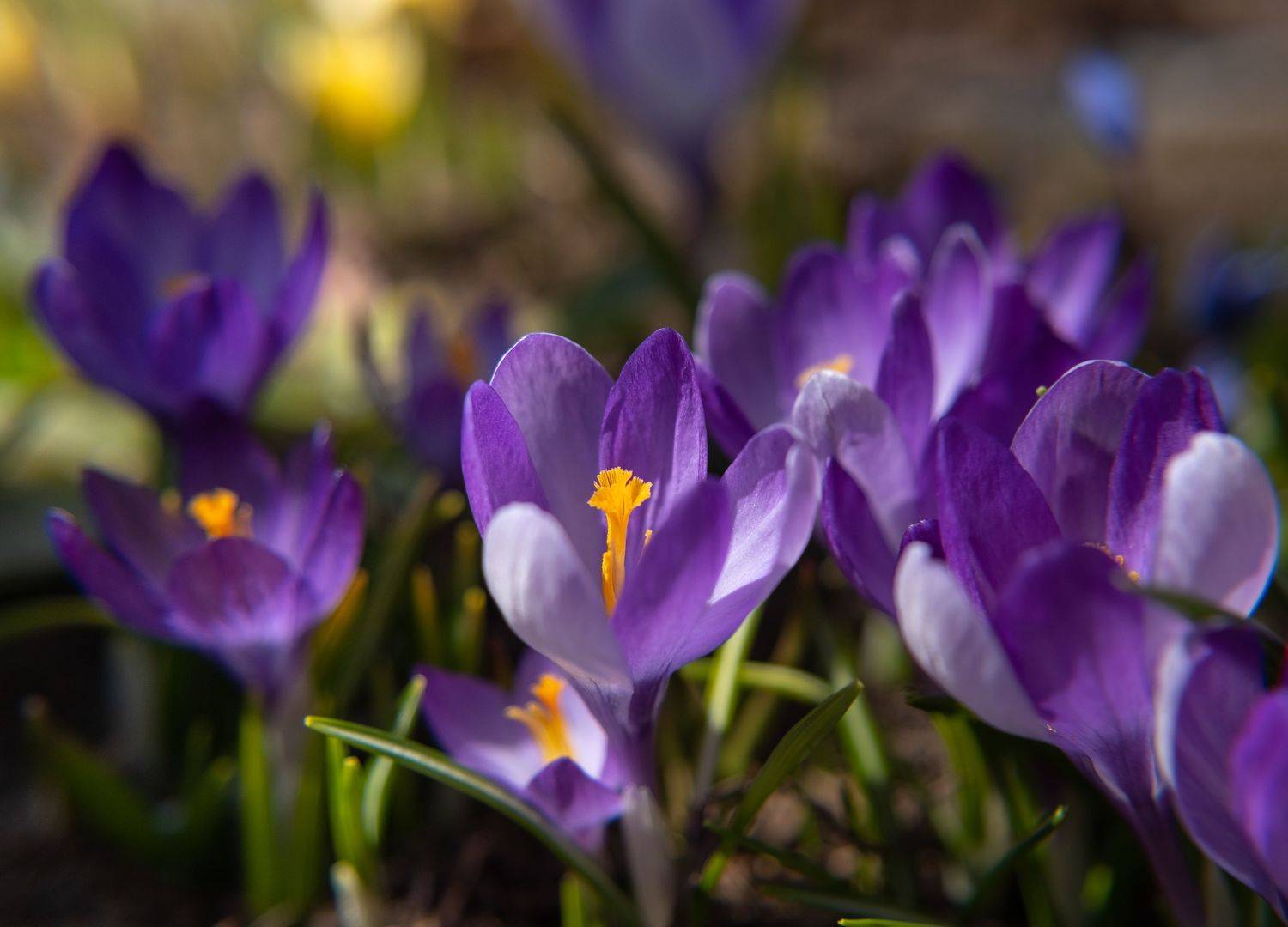 Крокусы цветы весна, Наталья Королева