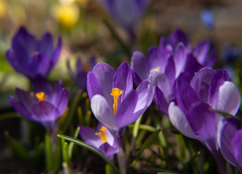 Крокусы цветы весна  фото превью