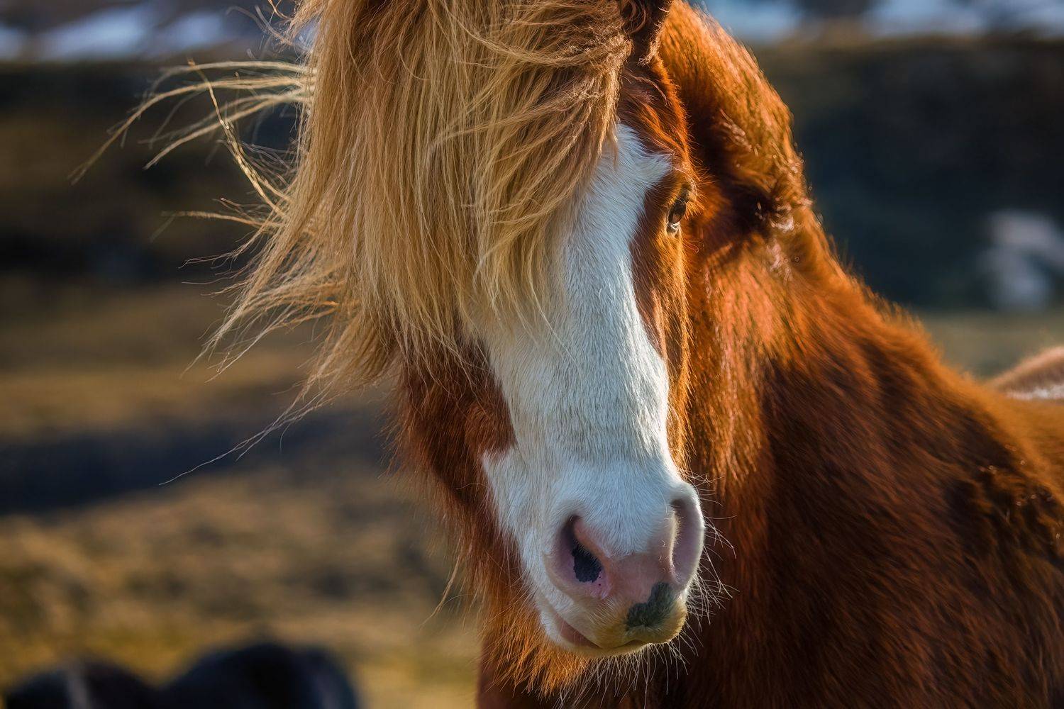 , Шварцман Евгений