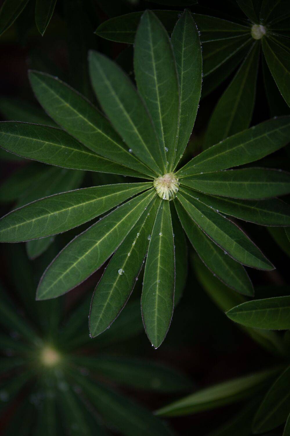 , Сергей Фаренюк