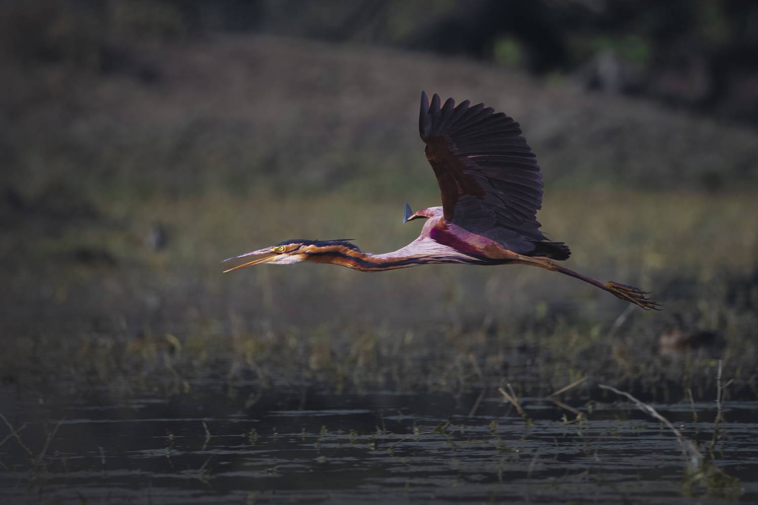 #birdphotography	 #birdsofinstagram	 #wildlifephotography	 #birds	 #naturephotography	 #bird	 #nature	 #wildlife	 #photography	 #birdwatching	 #natgeo	 #photooftheday	 #nikon	 #birding	 #naturelovers	 #canon	 #animals	 #birdlovers	 #travel	 #love	 #bestbi, Diganta Roy