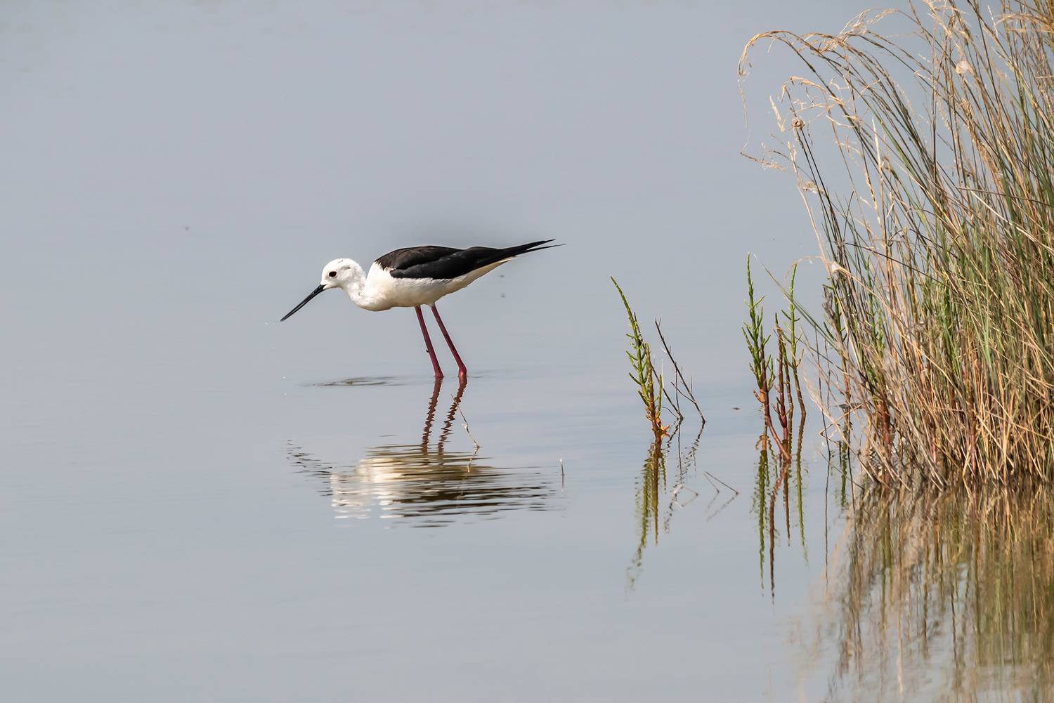 крым, заповедник &laquo;лебяжьи острова&raquo;, птицы, ходулочник, Савчук Сергей