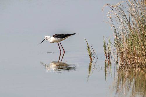 Ходулочник