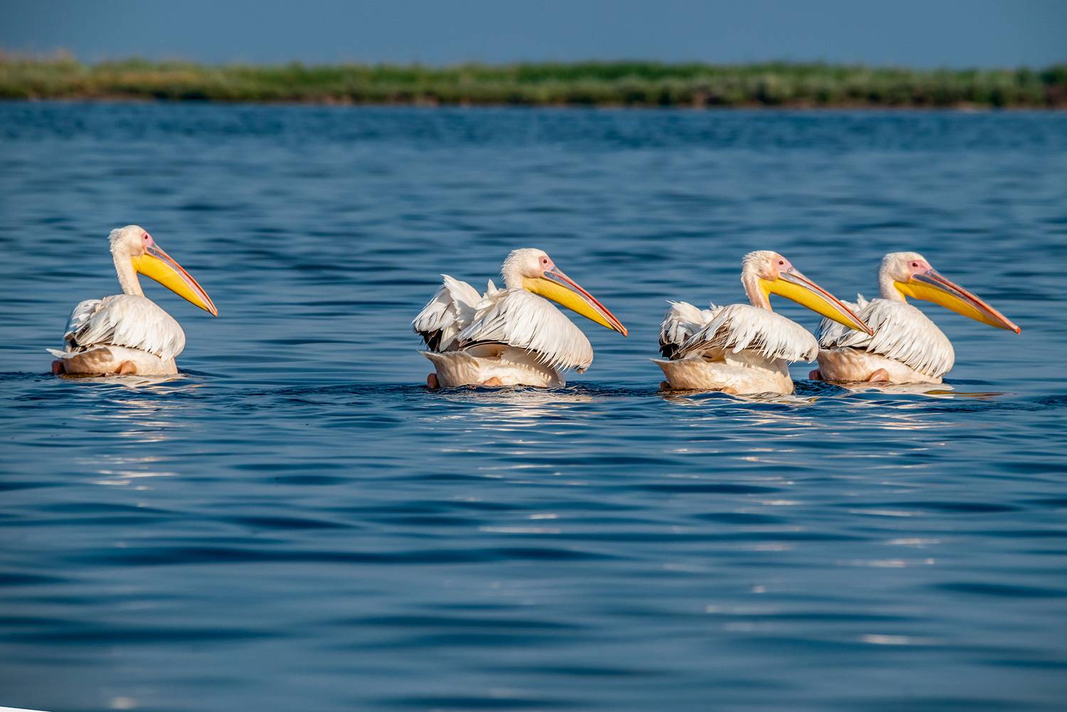 крым, заповедник &laquo;лебяжьи острова&raquo;, птицы, розовый пеликан, пеликан, Савчук Сергей
