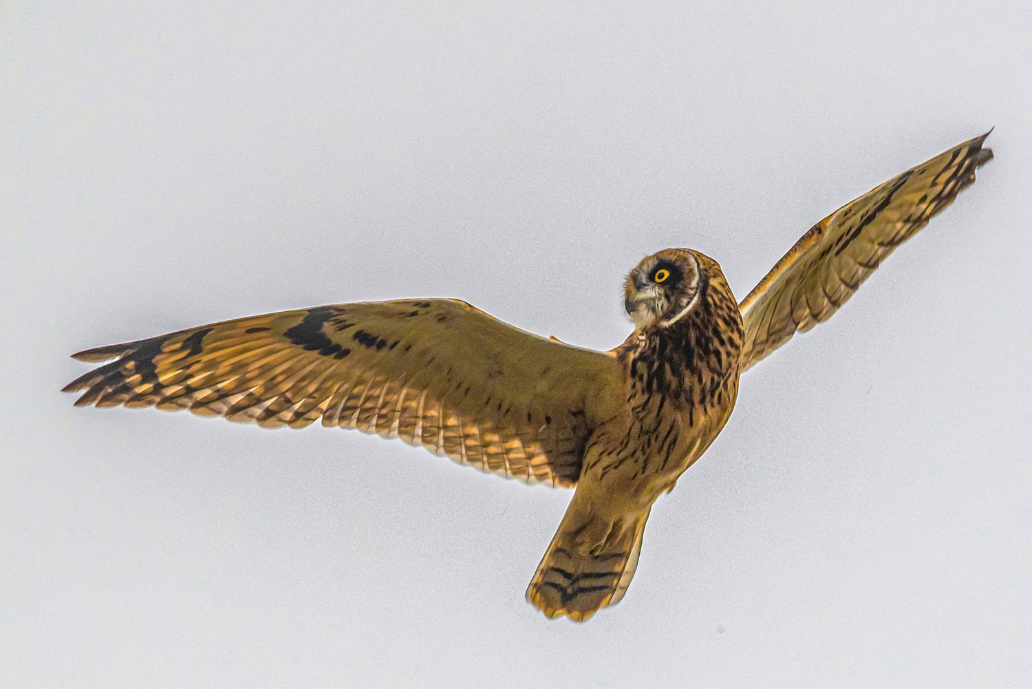 крым, заповедник &laquo;лебяжьи острова&raquo;, птицы, болотная сова, Савчук Сергей