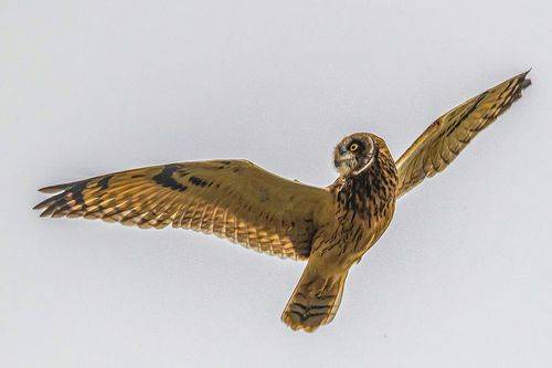 Болотная сова