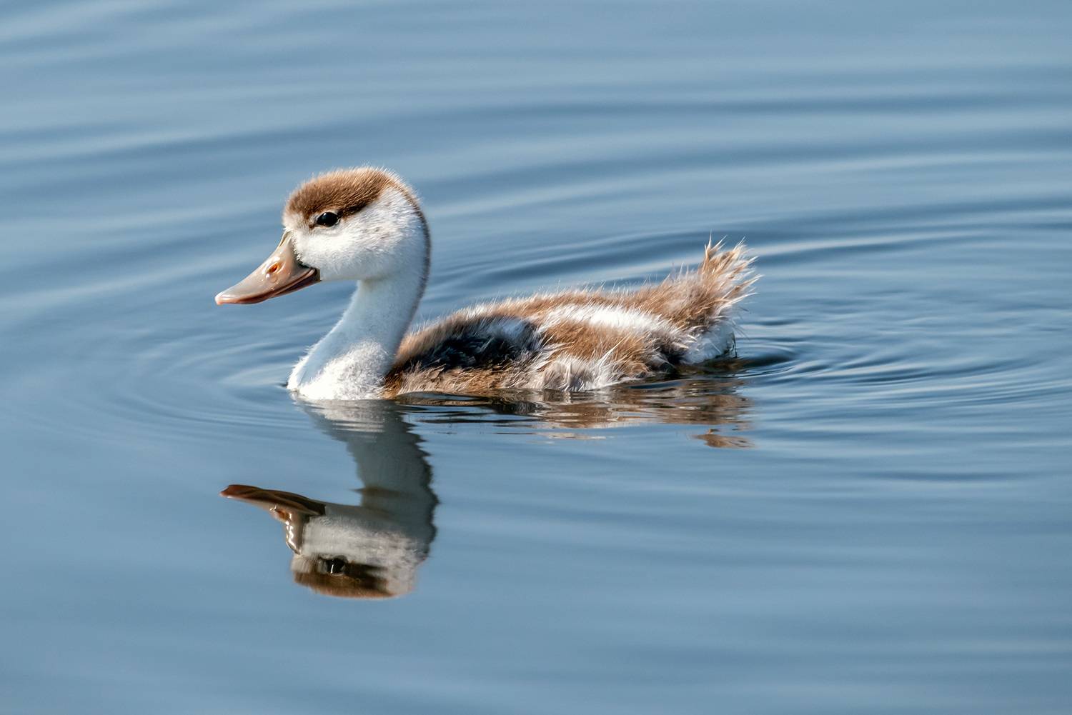 крым, заповедник &laquo;лебяжьи острова&raquo;, птицы, птенец, пеганка, Савчук Сергей