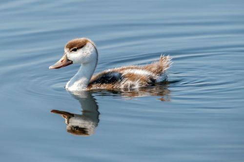 Птенец пеганки