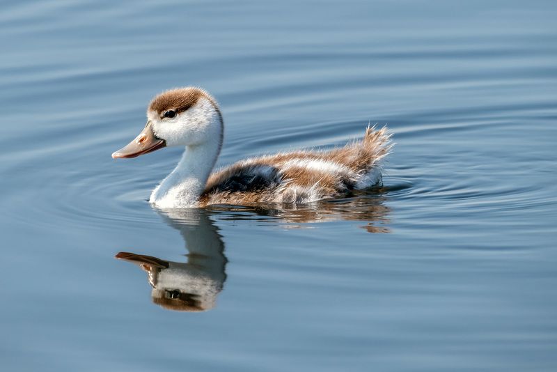крым, заповедник «лебяжьи острова», птицы, птенец, пеганка Птенец пеганки фото превью