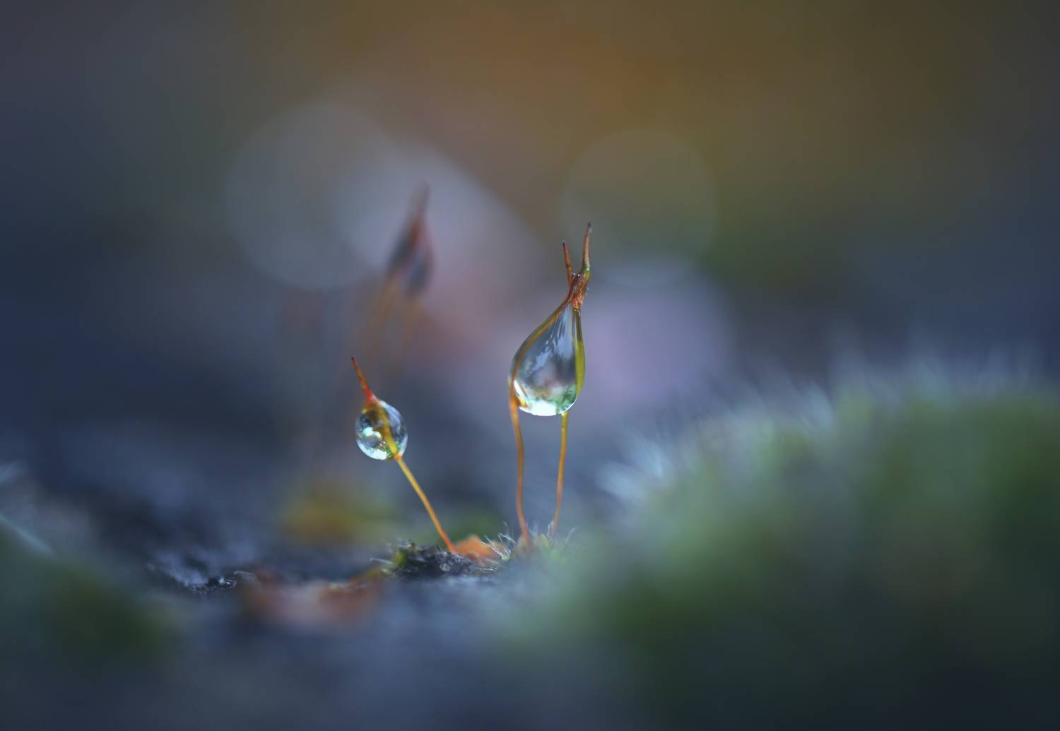 , Герчев Николай