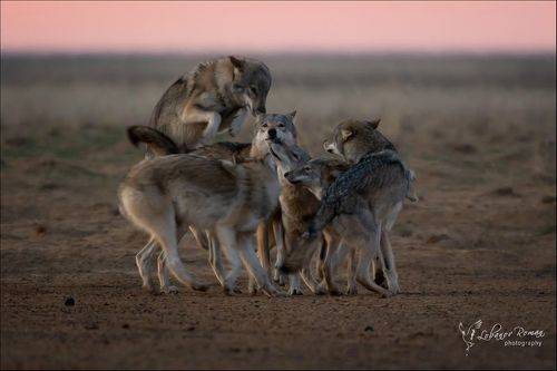 Встреча в степи