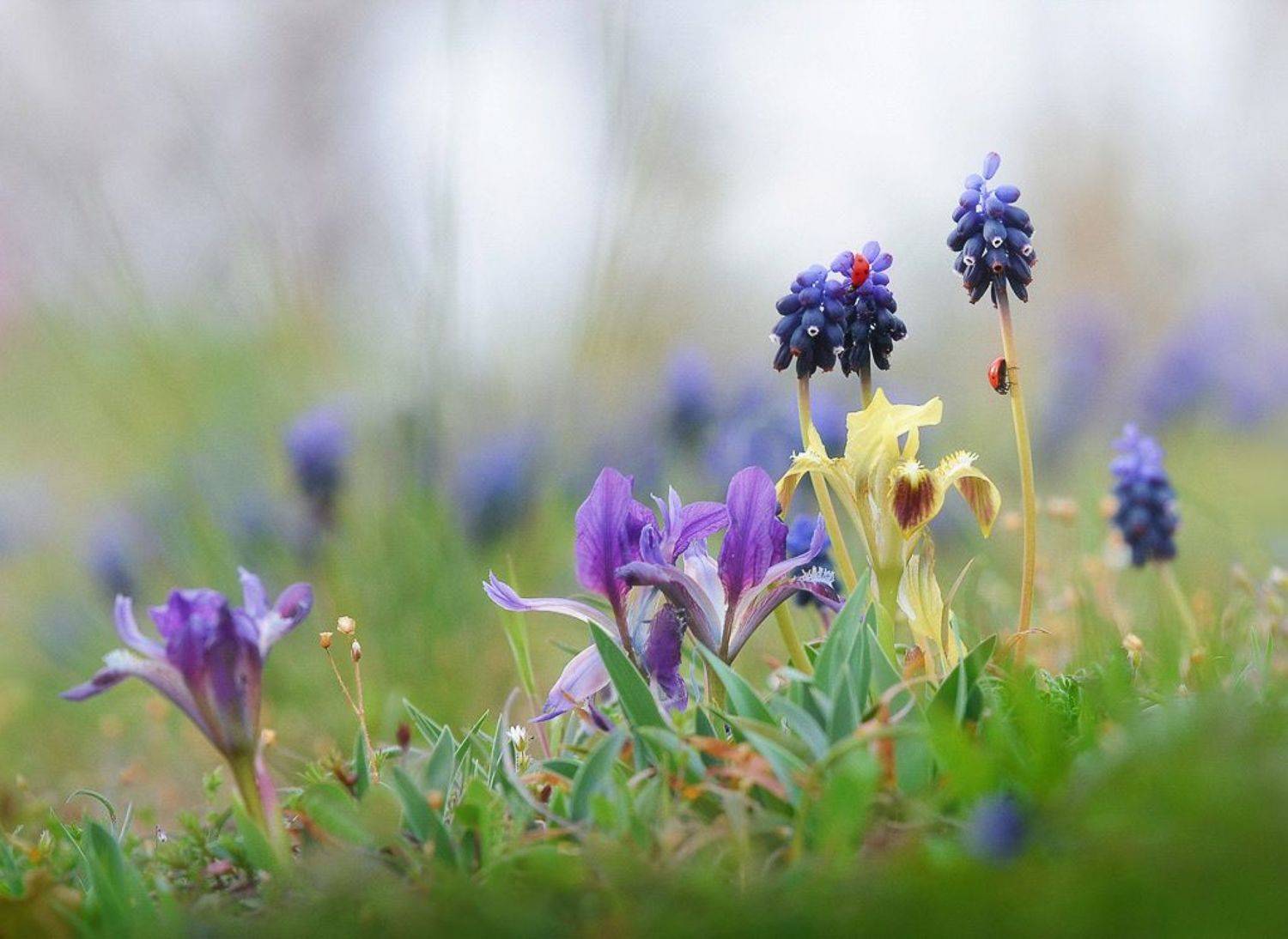 , Елена Елена