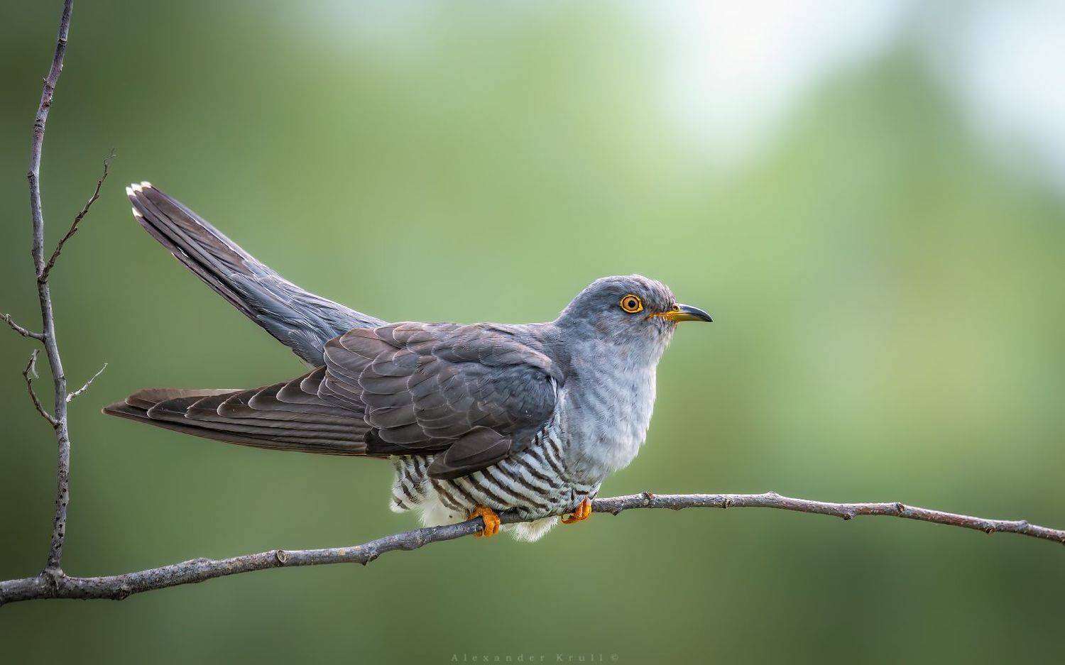 кукушка, Круль Александр