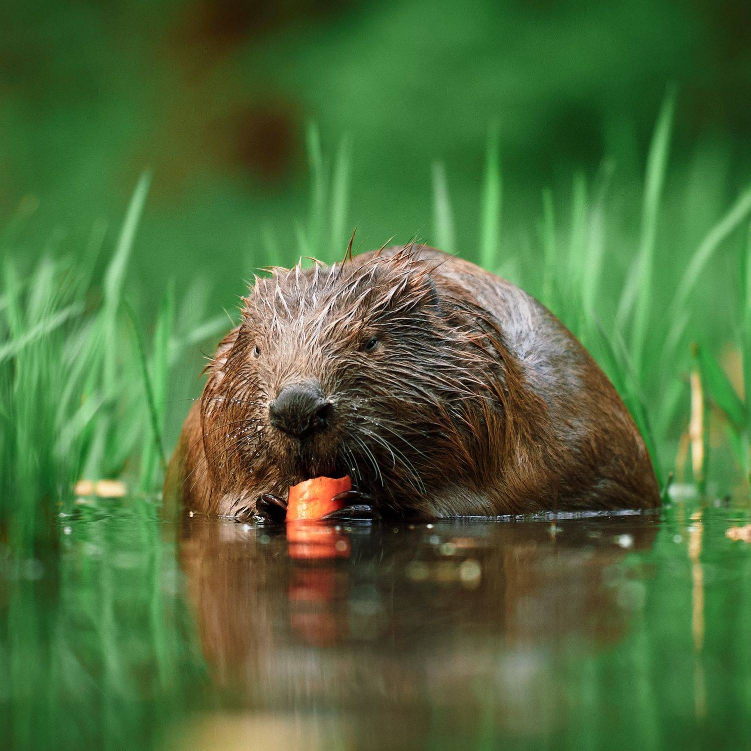 Бобер бобр бобрик, Mikhail Khmelevskiy
