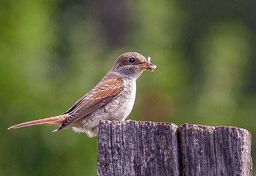 Охота жулана