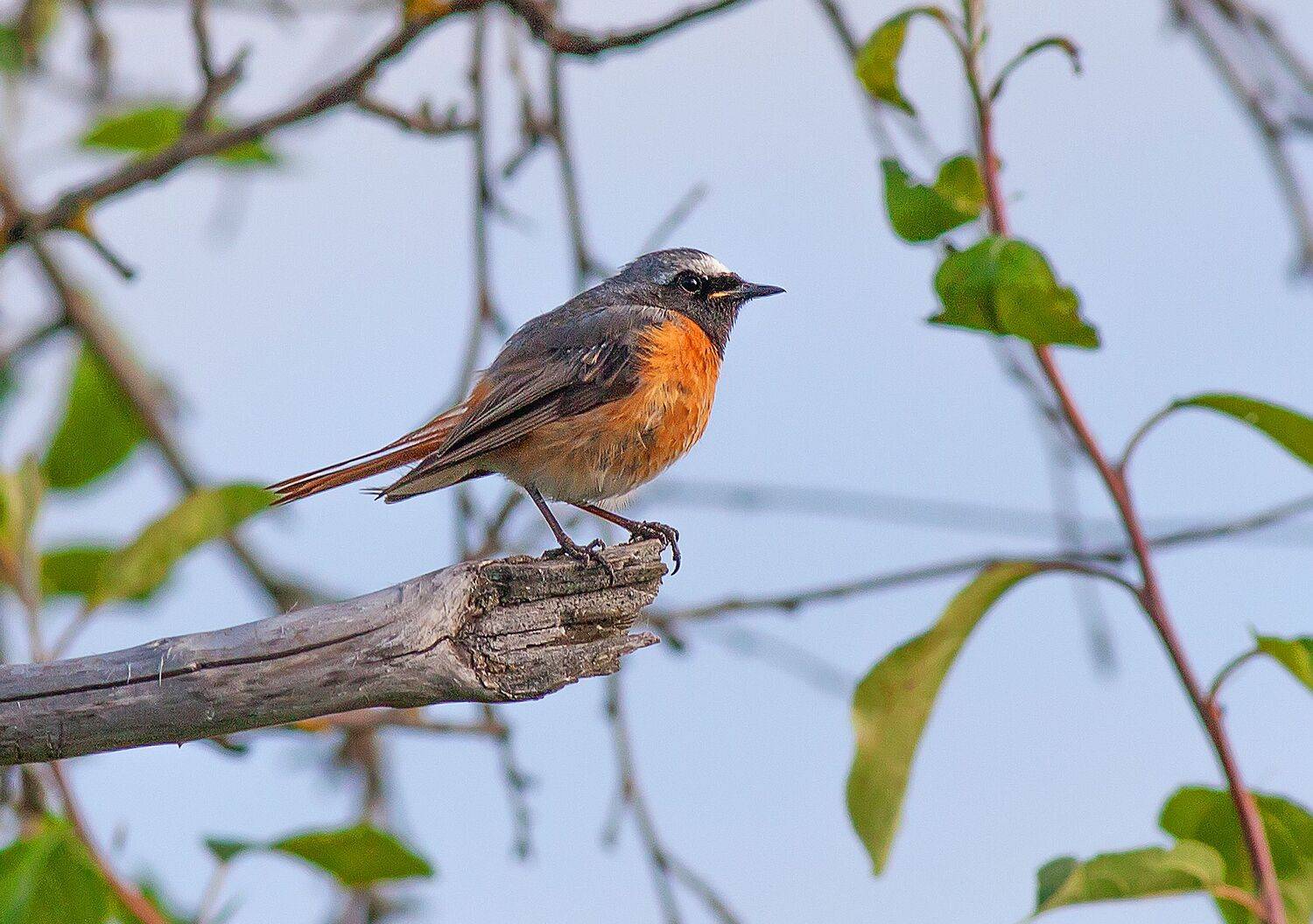 птицы, горихвостка, самец, сад, лето, Широких Александр