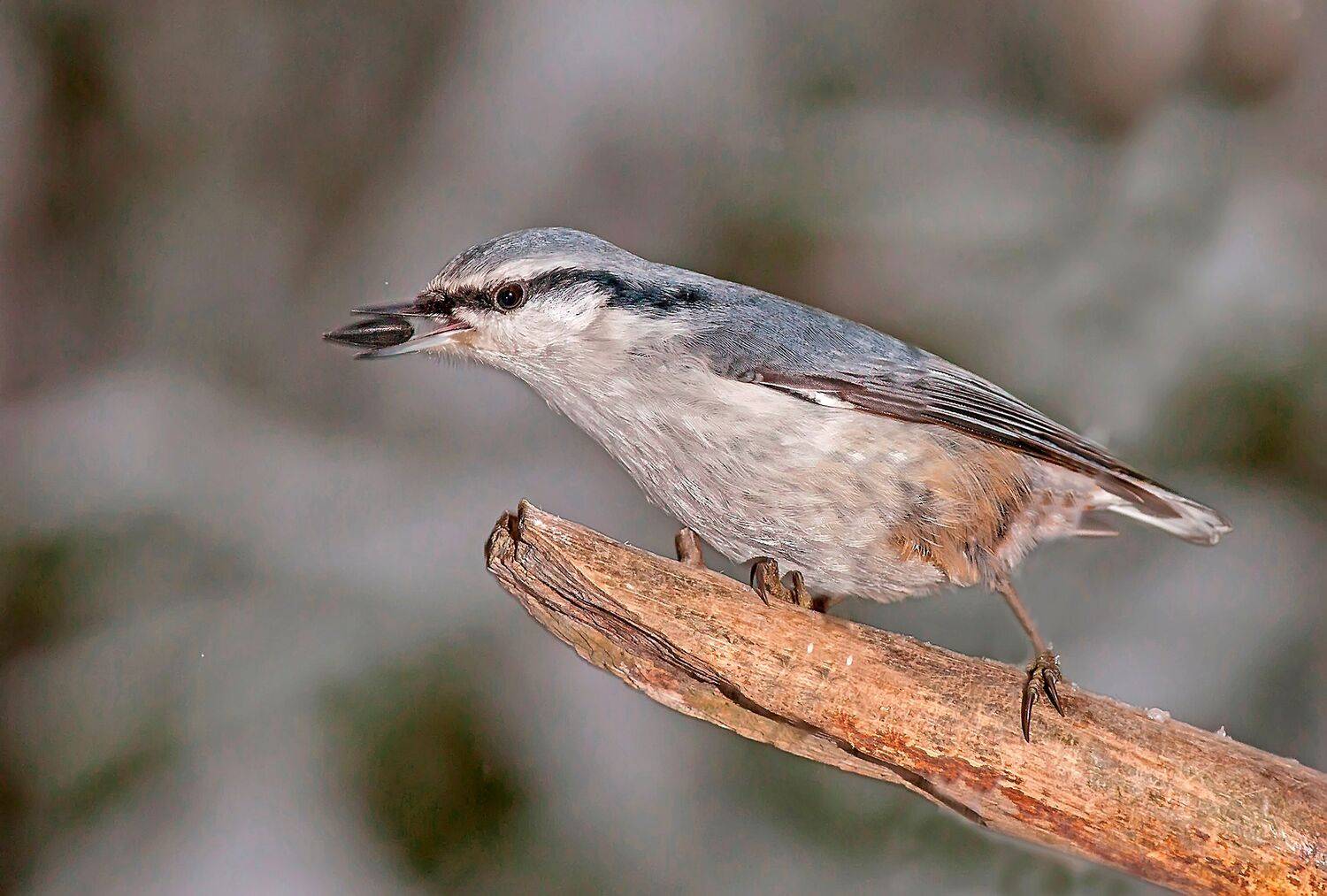 зима, поползень, семечки, птицы, лес, Широких Александр