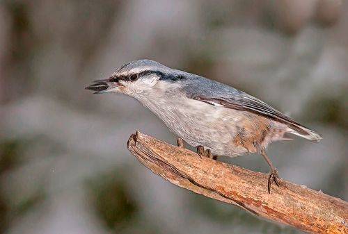 Угощайся семечками, брат!