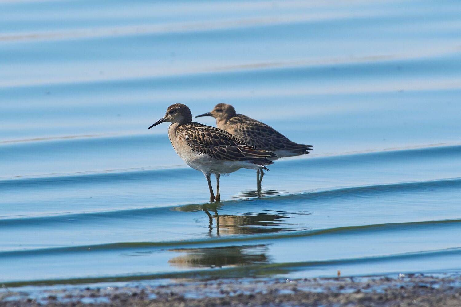 bird, birds, birdswatching, volgograd, russia, , Сторчилов Павел
