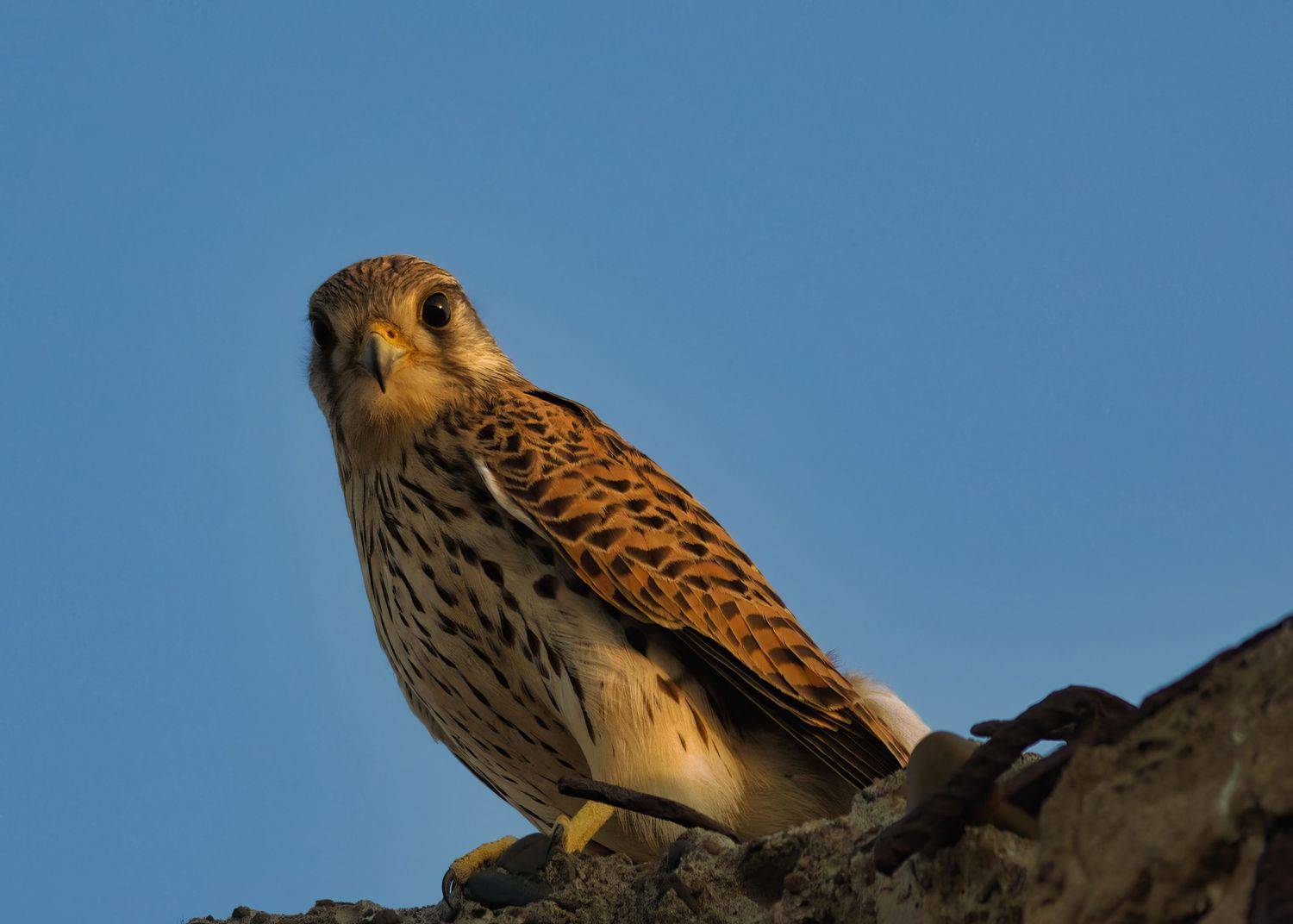 , Большаков Алексей