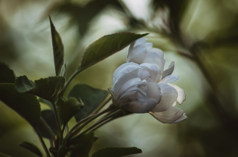 цветок яблони, весенний цветок Яблоневый цвет фото превью