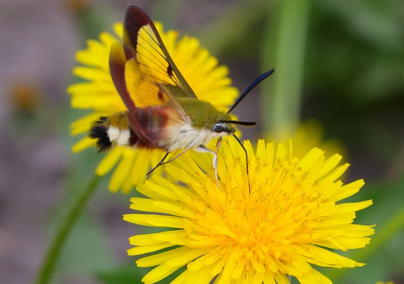 шмелевидка жимолостная, hemaris fuciformis, бражники, sphingidae, бабочка, одуванчики Жимолистовый колибри фото превью