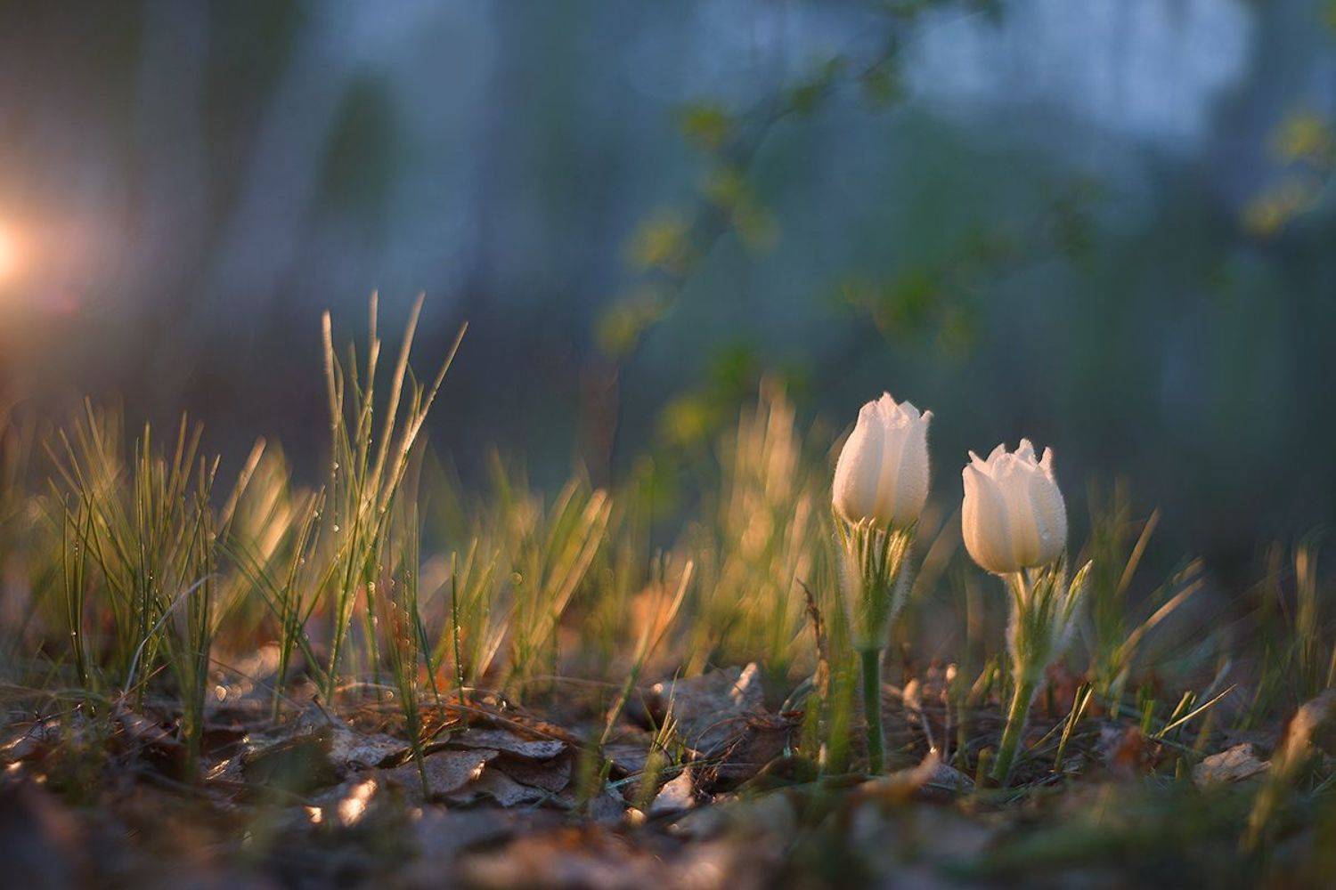 природа, весна, лес, вечер, закат, подснежник, прострел, сон-трава, цветы, первоцвет, Sokolova Tatiana