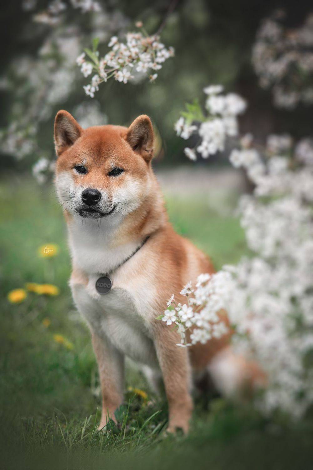 , Коптилина Галина