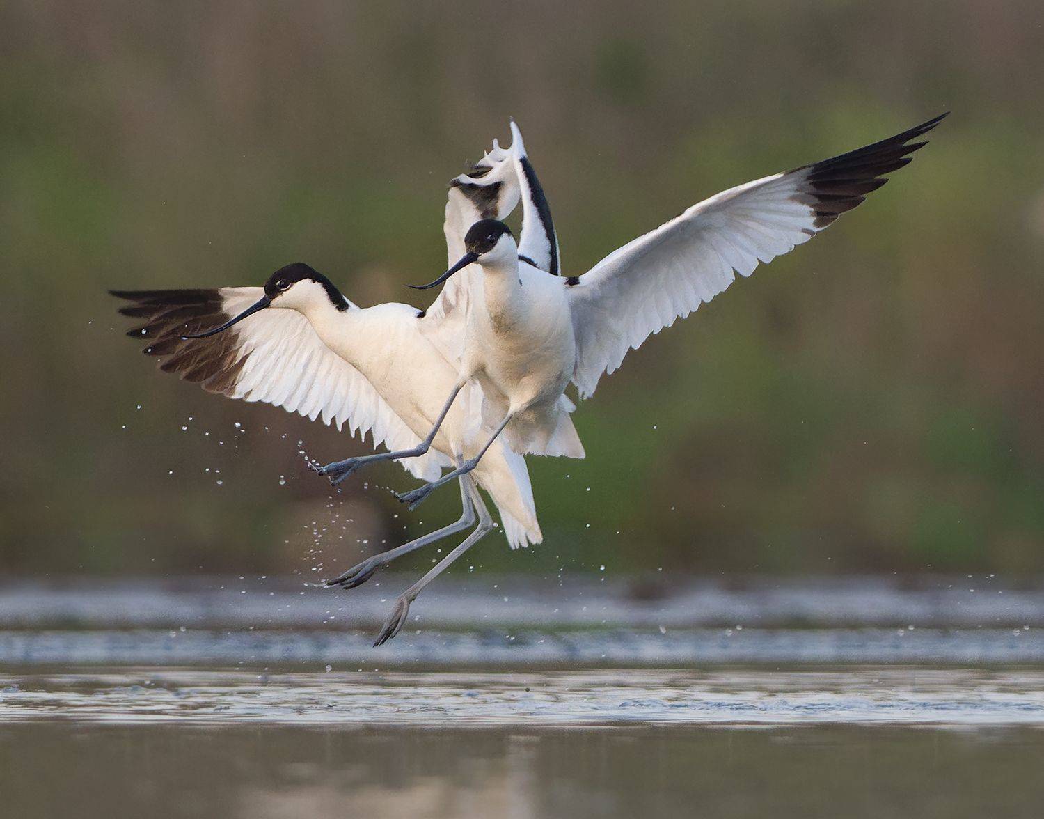 , Евгени Стефанов