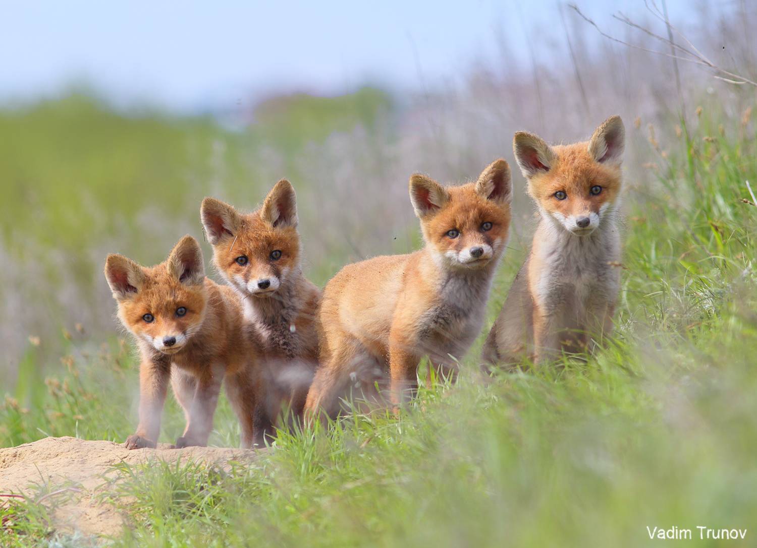 лисёнок, лисята, лиса, Вадим Трунов