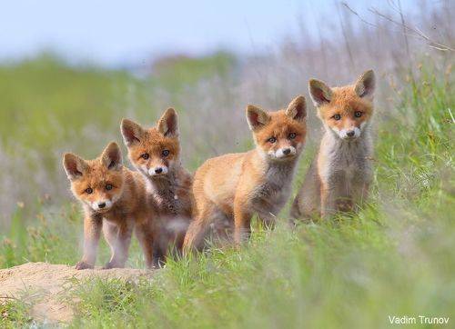 Привет лисята!