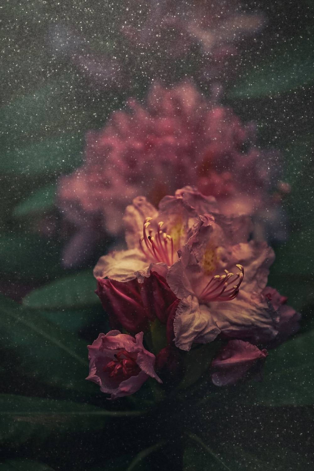 макро, macro, цветы, flower, весна, spring, рододендрон, Julia Kaissa