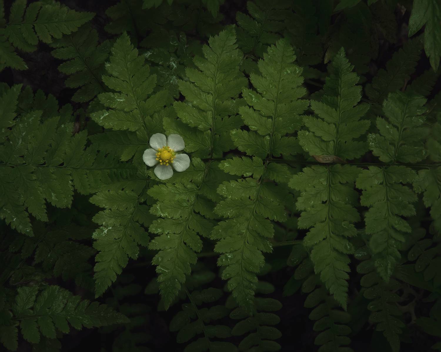 , Захаров Дмитрий