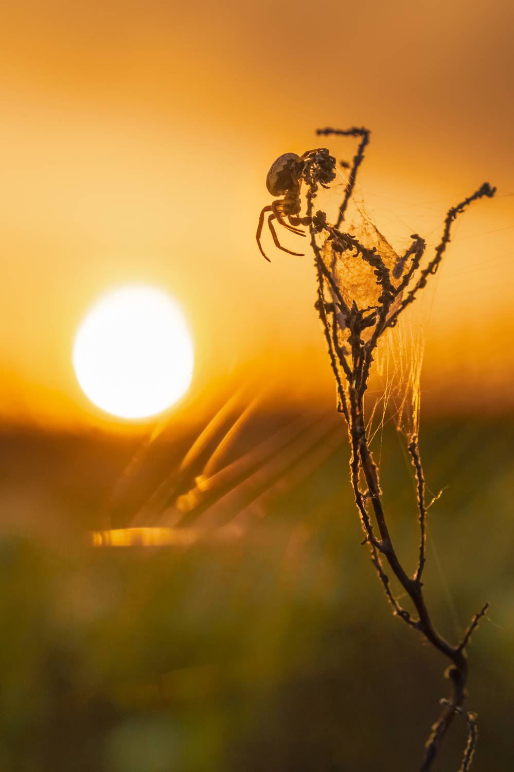 , Кривцов Андрей