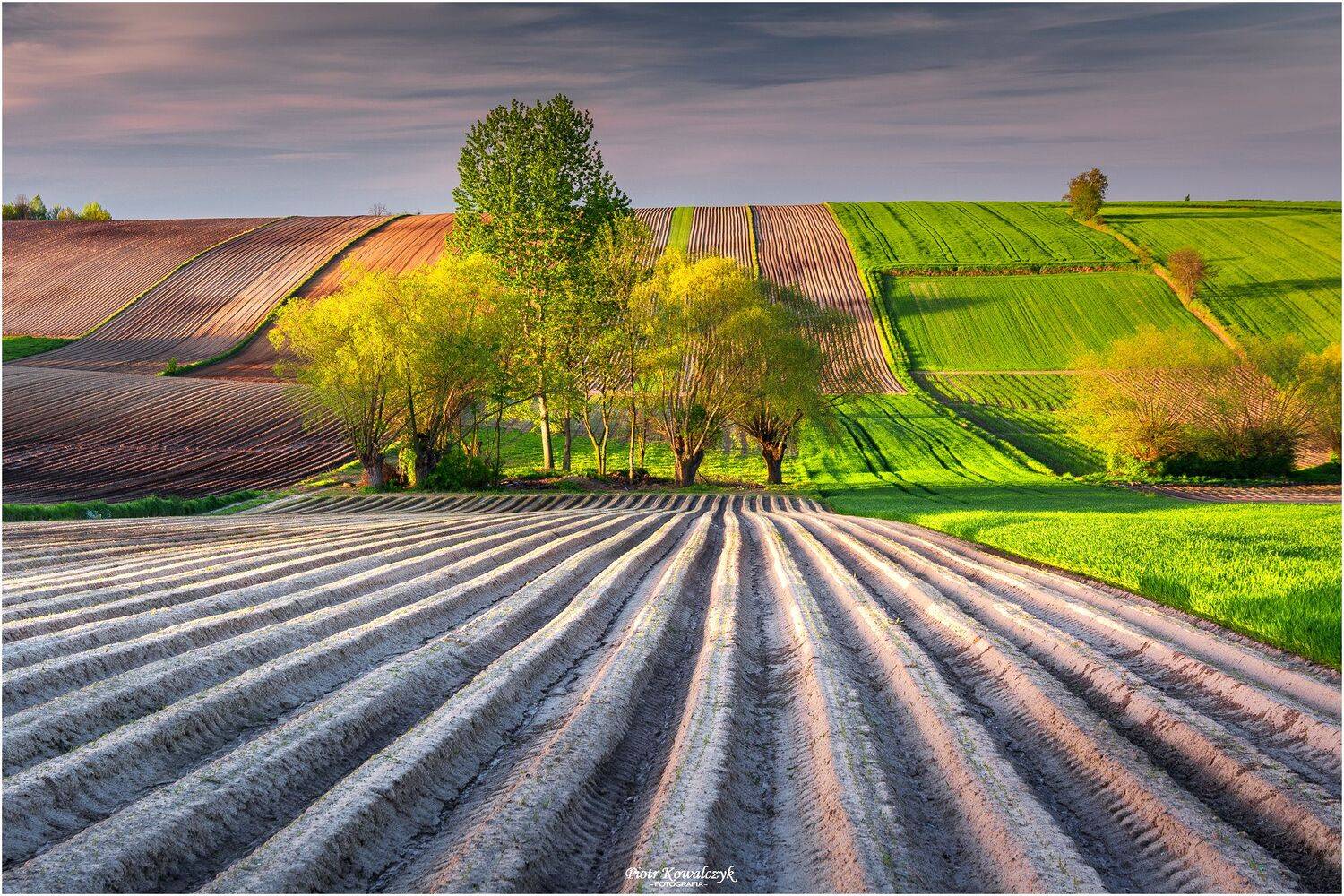 polska, pola, drzewa, ponidzie, Kowalczyk Piotr