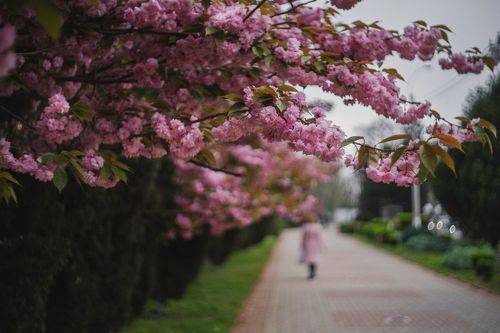Аллея цветущих сакур.