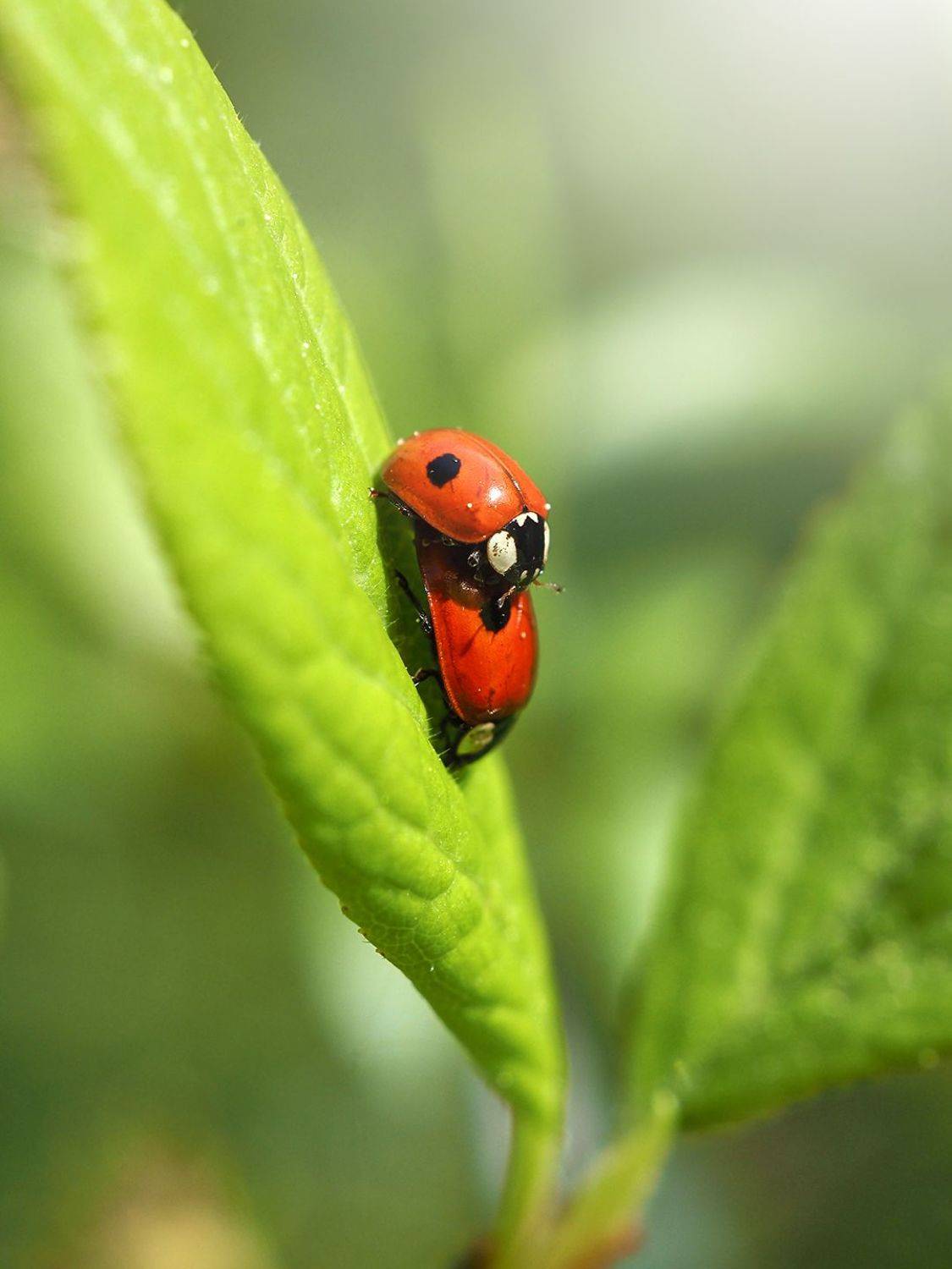 , Сергей Калёв