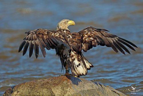 Сушим крылья.