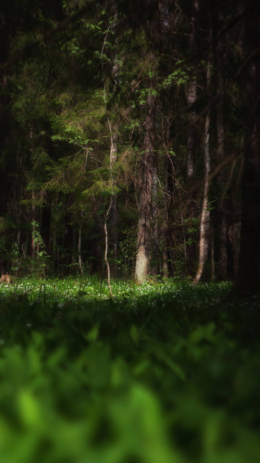 nature, forest, spring, helios, природа, пейзаж, весна, лес, landscape, Мария Обидина