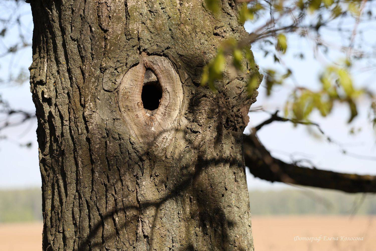 , Колосова Елена