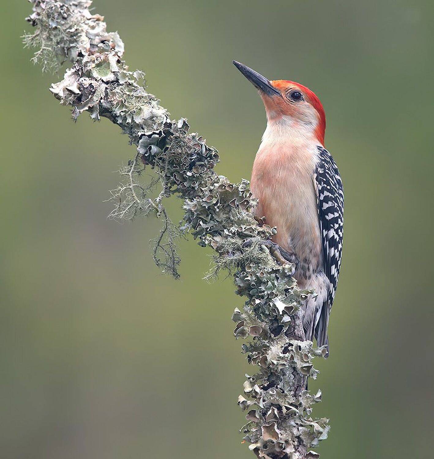 дятел, каролинский меланерпес, red-bellied woodpecker, woodpecker, Etkind Elizabeth