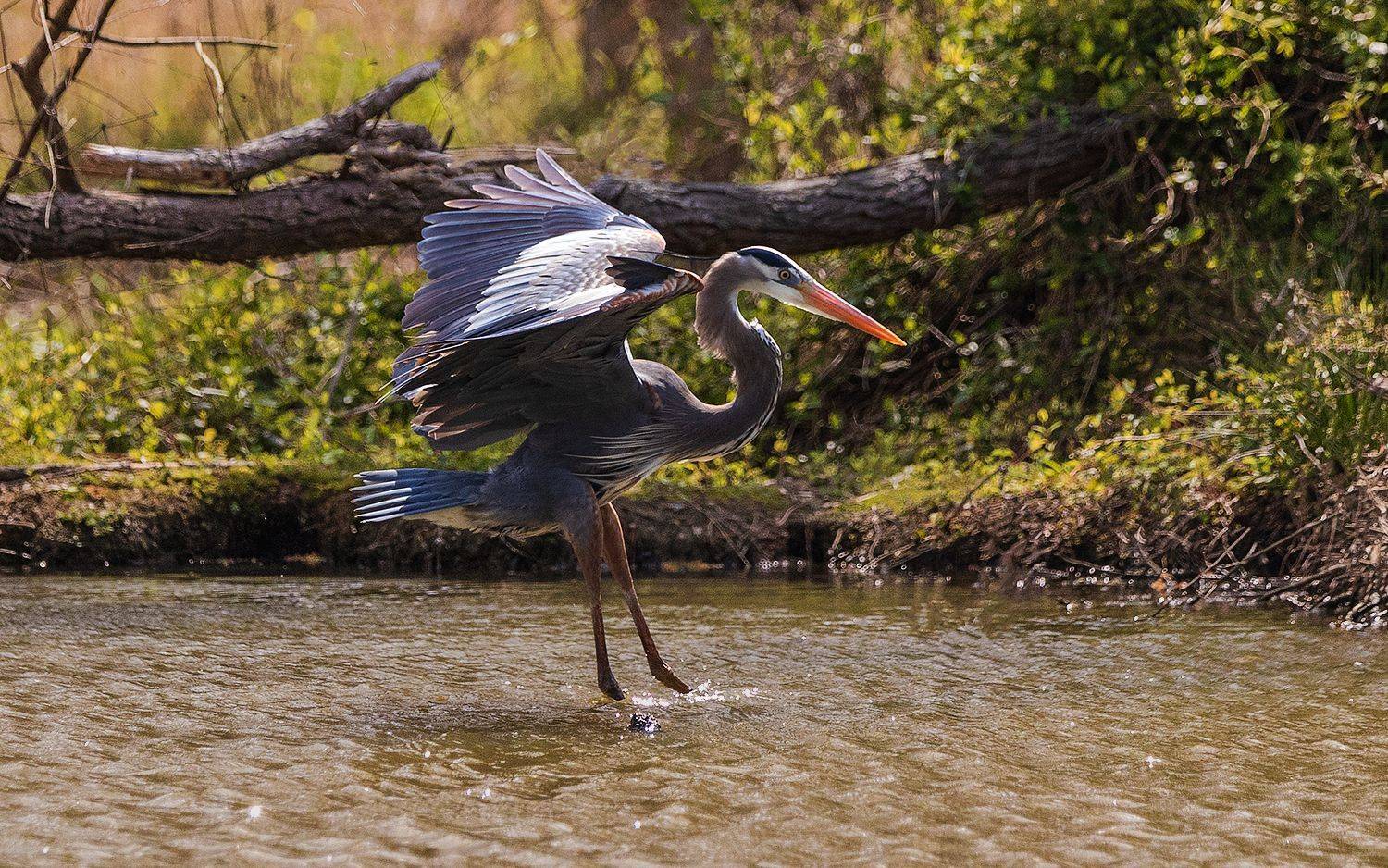 , Леонид Дьяченко
