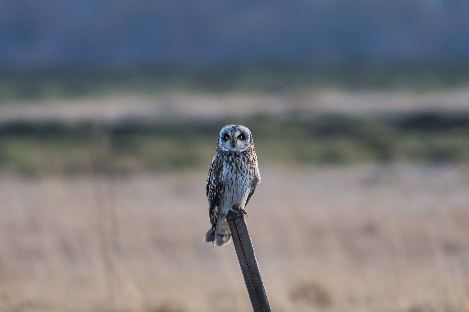 , Большаков Алексей