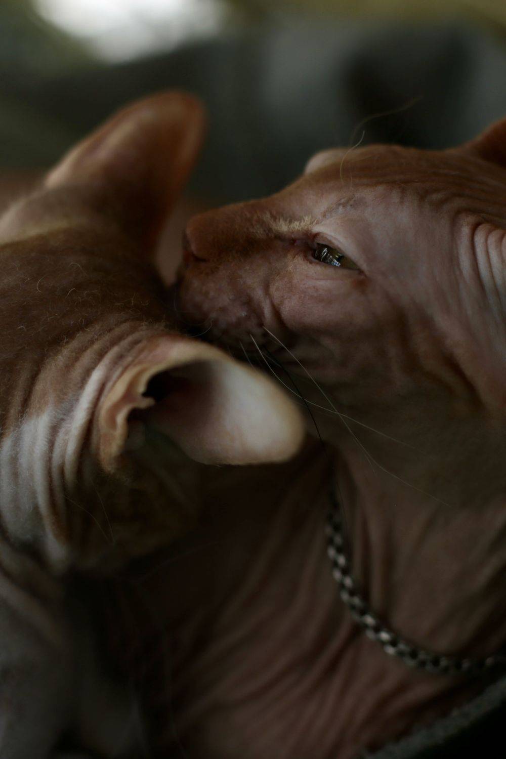 , Швец Павел